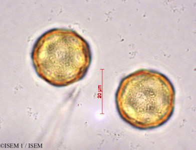 ISEM 1/Baldellia_ranunculoides_28877/Baldellia_ranunculoides_28877_0001(copy)_thumb.jpg